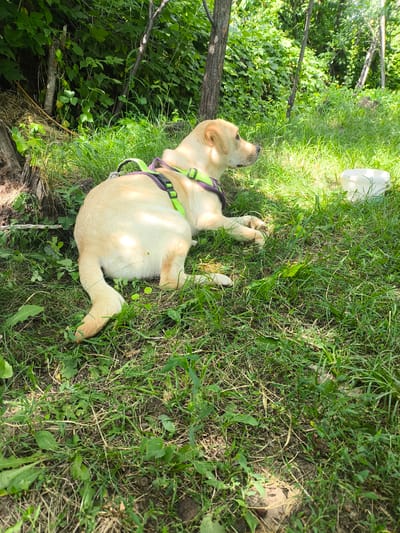 A light-colored Labrador Retriever dog wearing a purple and lime green harness lies on its side in a grassy, wooded area. The dog is looking to the right. In the background, there are trees and foliage. A white bucket is visible to the right of the dog. The scene appears to be outdoors in a natural setting.