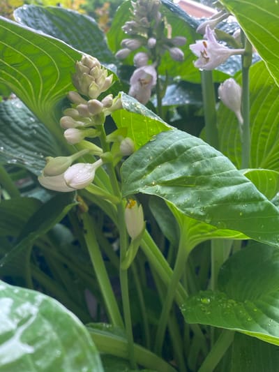 The image displays a close-up view of hosta flowers and leaves, likely after a rain shower, as evidenced by the water droplets on the foliage. The scene is dominated by lush, green hosta leaves with prominent veins. Several clusters of hosta flower buds and a few partially opened flowers are visible. The buds are elongated and white, while the open flowers are a pale lilac or white with delicate, bell-shaped petals. Some flowers have visible yellow anthers. The lighting suggests it might be overcast or late in the day, casting a soft glow on the plants. The background is blurred, showing hints of darker greenery and possibly some distant structures, but the primary focus remains on the hosta plant. The overall impression is one of natural beauty and the freshness of a garden after rain. The location context is Pointe-Claire, Canada. There is no visible text in the image.