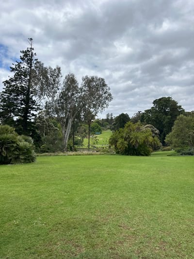 Lush green grass fills the right side of the frame. Trees and greenery line the middle ground, with hints of activity beyond. A tall, bare-branched tree anchors the left side, with darker evergreens at the bottom. A cloudy sky dominates the upper left, suggesting an overcast day. The image appears to be taken in a park or golf course setting.