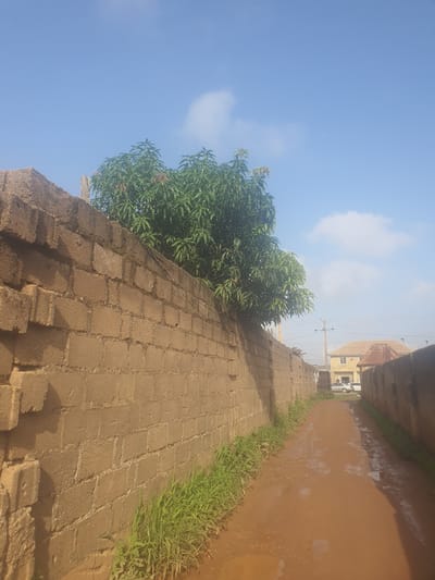 This media file depicts an outdoor scene in Unguwar Saya, Nigeria. The image is oriented vertically. In the foreground, a wall constructed of light brown, rectangular bricks runs diagonally from the bottom left to the top right of the frame. To the left of the wall, a lush green tree with dense foliage is visible, its branches reaching towards the bright blue sky. The sky is mostly clear with a few scattered white clouds.
Beyond the tree and wall, a dirt road or pathway is visible, reflecting the light and appearing somewhat wet, suggesting recent rain or moisture. The road is lined with tufts of green grass on the left side. Further in the background, buildings with terracotta roofs and light-colored walls can be seen, along with what appears to be a utility pole with wires. A white vehicle is parked near one of the buildings.
The lighting suggests it is daytime, likely mid-morning or afternoon, with the sun casting shadows. The overall impression is one of a semi-urban or rural environment, possibly a residential area. There are no people visible in the image. The scene is static, with no discernible activity taking place. The quality of the image suggests it was taken with a mobile phone camera.