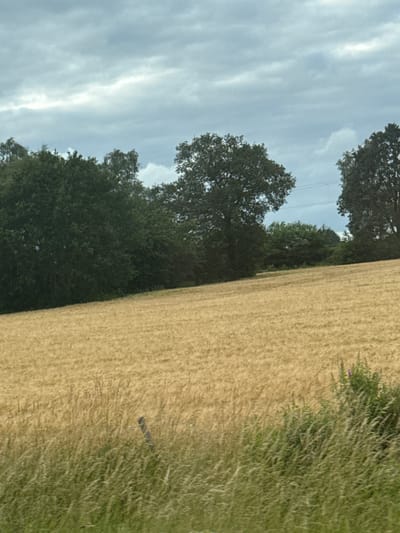 The image depicts a rural landscape near Wierden, Netherlands. In the foreground, a field of golden wheat or barley stretches towards a line of dark green trees that forms the middle ground. The trees are dense and varied in height, with some appearing to be mature oaks. Beyond the trees, the sky is overcast with dramatic, layered clouds. The overall impression is one of a natural, unpopulated agricultural setting under a moody sky.