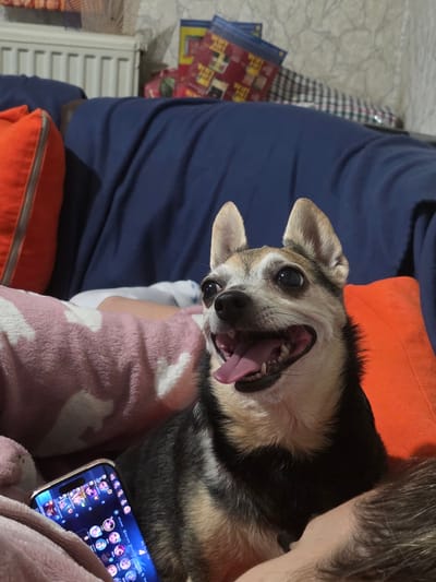 An aged, small dog with tan and black fur and prominent ears is pictured close-up, resting on what appears to be a sofa. The dog's mouth is open, showing its tongue and teeth, and it looks directly at the camera with wide eyes. To the left, a pink blanket with white heart patterns is visible, partially covering a person's leg. A smartphone, displaying an array of colorful app icons, rests on the blanket. In the background, a blue throw blanket covers part of the sofa, and to the left, an orange pillow is prominent. Further in the background, a white radiator and a wall with a patterned wallpaper are faintly visible. There are no discernible elements in the image that indicate a specific location within the city of Targovishte, Bulgaria.