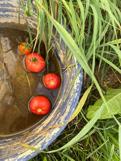 The image shows five ripe tomatoes floating in murky water inside a blue and white bucket. Green grass and plants surround the bucket. The scene is located in Большелуг, Russia.