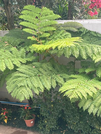 This image depicts a lush garden scene in Pretoria, South Africa, dominated by a large, multi-branched fern with vibrant green fronds. The fern's leaves are intricately dissected, with new growth appearing lighter green and more delicate. In the foreground, to the left, are smaller plants with red flowers and yellow leaves, one of which is in a terracotta pot. To the right and behind these, a dense green bush grows. The background features a textured wall, likely made of concrete or stucco, and the suggestion of more foliage, including hints of bright pink flowers. The ground is covered with grass and scattered leaves. Plumbing pipes are visible running horizontally along the ground in the lower left portion of the frame. The overall impression is one of abundant plant life within an urban garden setting in Pretoria.
