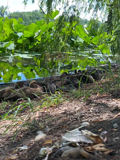 A group of ducklings huddles together on a muddy bank next to a body of water filled with large, green lily pads. The ducklings, covered in fluffy brown down, are clustered closely, some resting their heads on one another. The bank is composed of dark soil with scattered leaves and pebbles. Tall green grass grows along the edge of the bank, partially obscuring the ducklings. The water reflects the bright green of the lily pads and the blue sky above. In the background, a lush green forest or hillside can be seen. The scene is bathed in bright sunlight, suggesting it is daytime, likely a sunny day. The overall impression is one of peaceful and natural coexistence, with the ducklings seeking warmth and security together. There is no visible text in the image.