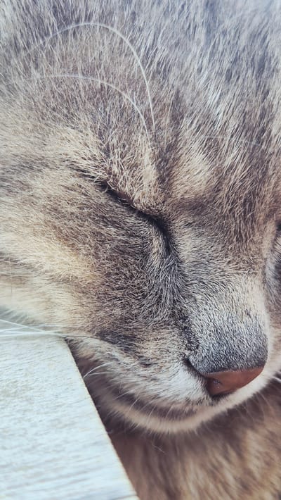 The image is a close-up shot of a sleeping cat's face. The cat has grey and brown tabby fur, with light-colored whiskers. Its eyes are closed, and its nose is a reddish-brown color. Part of a wooden surface is visible in the lower left corner, possibly a table or windowsill. The image does not provide any information about the location in the city of Ialoveni, Moldova.