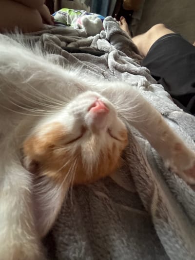 A close-up, overhead shot shows a ginger and white kitten sleeping soundly. The kitten is curled up on a soft, gray blanket, its eyes closed and its nose pink. Its white fur is fluffy, and it has distinctive ginger markings on its face and paws. The kitten's front paw is resting on the blanket, and its whiskers are spread out. The lighting suggests it might be daytime, perhaps indoors. To the right of the kitten, a person's legs are visible, wearing dark shorts. The scene appears to be a cozy, relaxed setting, likely a home. There are no visible signs of text in the image.