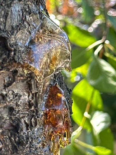 The image is a close-up, macro shot of tree sap on the bark of a tree. The sap is translucent and appears in shades of amber and yellow, with a glossy, viscous texture. The bark of the tree is rough and textured, with a dark gray and brown coloration. In the background, blurred green leaves and bright bokeh lights suggest an outdoor, natural environment, possibly during daylight hours. The scene is devoid of any human presence or activity. The location in the city of Kruta Hora, Ukraine, is not discernable from the visual information provided in the image.