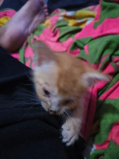 A small, light orange and white kitten lies on a person's lap. The kitten has long white whiskers and a paw extended with claws visible. The person is wearing dark clothing. A colorful blanket with patterns of pink, green, and yellow is in the background. The image appears slightly blurry and is taken at a close-up angle.