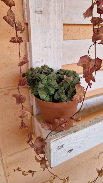 The image shows a close-up of a potted succulent plant, likely a Crassula ovata 'Gollum', with its stacked, finger-like leaves. The succulent is in a terracotta-colored pot. The pot is placed on a white wooden shelf, possibly part of a pallet structure, which is mounted against a textured, peach-colored wall. Ivy vines with reddish-brown, dying leaves are trailing down from the left side and across the shelf. The overall scene suggests an outdoor setting, possibly a balcony or patio in the city of Marino, Italy. There are no people or animals visible in the image. The lighting is natural and appears to be daytime. The image is sharp and focused on the plant and its immediate surroundings.