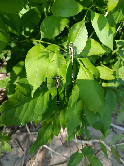 This image captures two dragonflies resting on lush green leaves under dappled sunlight. The leaves are vibrant and appear to be part of a dense shrub or tree. The ground below is out of focus but appears to be covered in dry foliage and twigs. The scene suggests a natural setting, possibly a park or garden within the Voskresensky District of Russia, given the information provided. The dragonflies, one larger than the other, are perched with their wings spread, exhibiting intricate vein patterns. The lighting creates strong contrasts between the sunlit areas and the shadows cast by the leaves, highlighting the textures of the foliage and the delicate bodies of the insects.