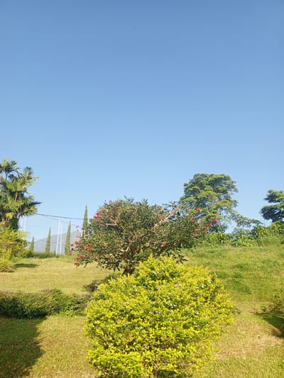 The image depicts a sunny day with a clear blue sky above a lush green landscape. In the foreground, a vibrant green bush with small white flowers is prominent. Behind it, a medium-sized tree with red blossoms is visible, positioned on a gently sloping grassy hill. To the left, a palm tree stands tall. Further in the background, several tall, slender trees line the horizon, and the green, grassy slopes continue, suggesting an outdoor setting. The overall impression is one of a peaceful, natural environment, possibly a park or garden, with no people or specific urban structures immediately identifiable as being within the city of Kudawa, Sri Lanka.