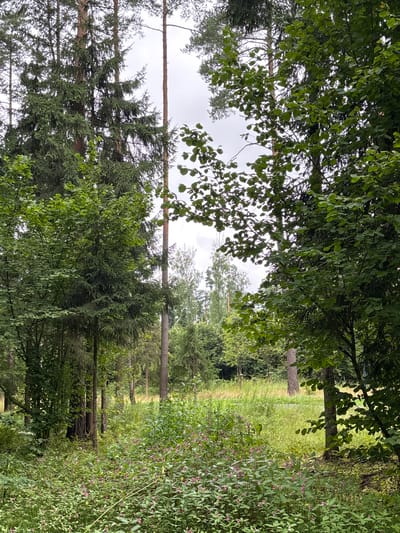 The image shows a dense forest clearing in Pavlovskaya Sloboda, Russia. The foreground is dominated by a thick carpet of green foliage interspersed with small pink flowers, possibly Impatiens. Tall, mature trees, including pines and other evergreens, rise in the background, their trunks creating a sense of depth. The ground is covered with grass and undergrowth, and sunlight filters through the canopy, creating a dappled effect. The sky is overcast with a light gray hue. The scene depicts a natural, undeveloped environment.