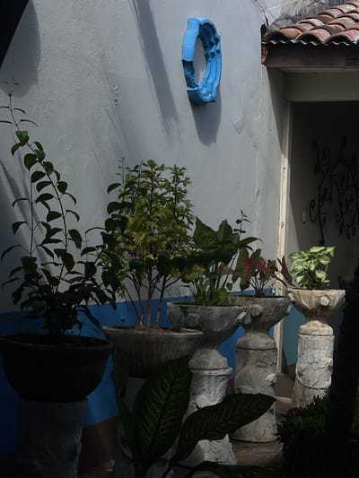 The image depicts an outdoor scene, possibly a courtyard or patio, in León, Nicaragua. A textured, light blue-grey wall dominates the background, with a contrasting horizontal blue stripe near the bottom. On the wall, a bright blue, circular decorative element with an ornate, almost gothic design is mounted. The wall casts shadows, suggesting the presence of foliage and possibly a structure to the left, indicated by a dark, triangular shadow.

In the foreground, several potted plants are arranged on decorative, light-colored pedestals. The plants vary in size and type, with some featuring dark green, elongated leaves and others displaying lighter green, more delicate foliage. One large, dark pot on the far left sits on a fluted pedestal. To its right, a plant with reddish and green leaves is in a similar pot on a pedestal. Further to the right, a smaller plant with variegated green and white leaves is in a rounded pot on a pedestal. The pedestals themselves are weathered and textured, some with carved floral motifs.

To the right of the plants, a dark doorway or entrance is visible, partially obscured by shadow, with a decorative wrought-iron grille visible within. Above the doorway, the reddish-brown tiles of a roof are visible, indicating a building. The lighting suggests it is daytime, with strong sunlight casting defined shadows. No people are visible in the image. The overall impression is one of a well-maintained but somewhat rustic outdoor space.