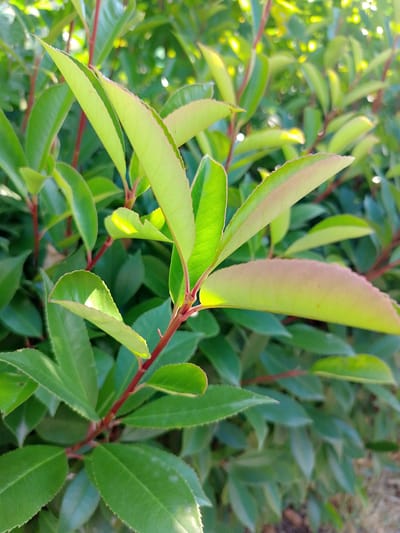 The image shows a close-up view of a shrub with green leaves and red stems. The leaves are oval-shaped with serrated edges and are illuminated by sunlight, creating bright highlights and casting shadows. Some of the leaves have a reddish tint, suggesting new growth or seasonal color. The background is a blur of more green foliage and some bokeh effects from sunlight filtering through the leaves. The scene appears to be outdoors, possibly in a park or garden. There is no indication of the specific location within Turin, Italy, nor are there any people or specific actions depicted.