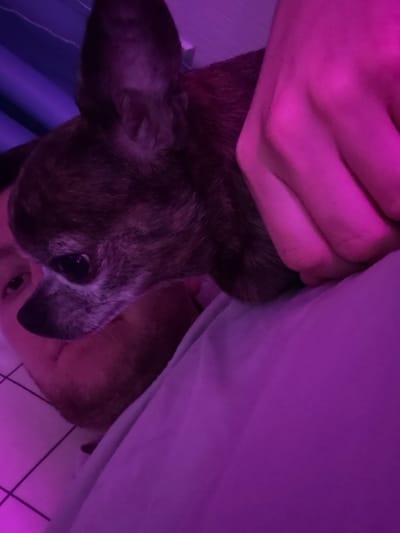 A chihuahua is resting on a person's chest. The person's hand is resting on the dog's back. The scene is lit with purple light. The location is indoors, possibly a bedroom, in the city of Mirny, Russia. The background is a wall with vertical lines. The bedspread is a light purple color.