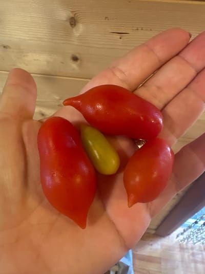 A close-up, overhead shot shows a hand holding four small, oblong fruits. Three of the fruits are a vibrant red, while one is a bright yellow. The fruits have a smooth, glossy skin and a pointed end. The hand appears to be resting on a light-colored wooden surface with visible grain. The image is well-lit, and the colors are saturated. The scene is devoid of any urban or specifically geographical indicators of Borno, Italy.