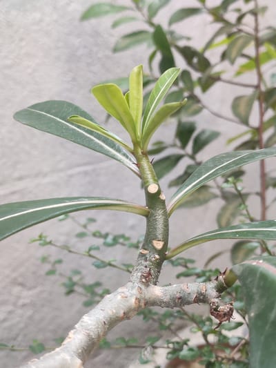 A close-up, eye-level shot captures a branch of an Adenium plant, also known as a Desert Rose, with a focus on its new growth. The branch, rough and textured with a greyish-brown bark, shows several small, circular nodes where leaves or branches were previously removed. The new growth at the top of the branch consists of several vibrant green, elongated leaves, still unfurling. Other leaves on the branch are a darker green, with prominent, lighter green or white veins running lengthwise. The background is softly blurred, revealing a pale grey, textured wall, possibly a building exterior, with further out-of-focus greenery suggesting other plants. The lighting appears natural, casting subtle shadows and highlighting the texture of the plant. The image's composition draws attention to the resilience and new life of the plant, with its environment providing a muted backdrop. This plant is likely located in a garden or outdoor area in San Pascual, Philippines, where such plants are common in tropical and subtropical climates. No people or specific actions are depicted.