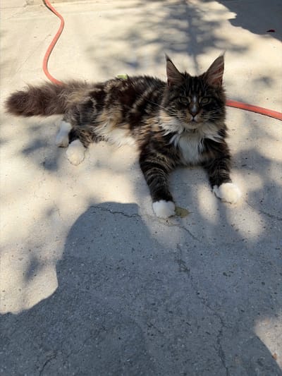 A long-haired, tabby cat with white paws and chest lies on a concrete surface outdoors. The cat is oriented with its head towards the top left of the frame and its body extending diagonally down to the right. Sunlight casts shadows from nearby foliage onto the concrete. A red hose runs along the left side of the image, partially disappearing under the cat's body. The cat's expression is alert, with wide green eyes and large, pointed ears. Its fur is a mix of brown, black, and white, with distinctive tabby markings. There is a small green object, possibly a leaf, near the cat's paws. The scene suggests a warm, sunny day.