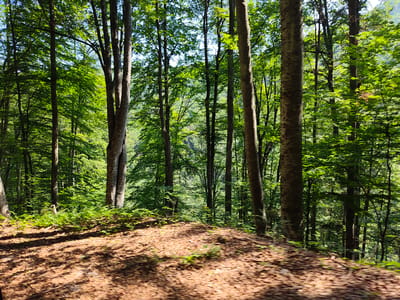 The image depicts a dense forest scene with tall trees and lush green foliage. The ground in the foreground is covered with brown leaves and scattered branches, with dappled sunlight casting shadows. The trees are predominantly deciduous, with thick trunks and full canopies. The environment appears to be a natural woodland setting, possibly a hiking trail or a quiet area within a larger forest. The image is taken from a low angle, looking up into the trees. The overall impression is one of a serene and secluded natural landscape. There are no people or man-made structures visible in the frame. The scene is located in the city of Borima, Bulgaria.