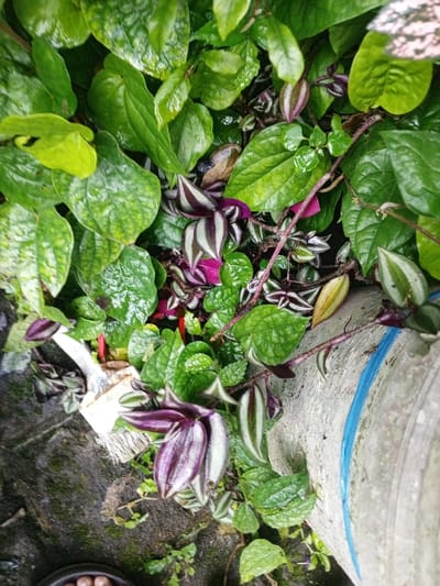 The image displays a dense, verdant arrangement of various plant species, appearing wet, in an outdoor setting within Khe Sanh Commune, Vietnam. The dominant foliage consists of broad, glossy, heart-shaped to ovate green leaves, characteristic of a betel vine, heavily covered in visible water droplets. Interspersed among these are numerous *Tradescantia zebrina* (wandering jew) plants, identifiable by their distinctive purple and silver-green striped leaves. Smaller, lighter green, textured leaves also contribute to the plant cluster.
In the lower-left quadrant, a white-handled paintbrush with discolored, possibly soiled, natural bristles lies horizontally amongst the foliage and damp, dark ground material, which exhibits areas of moss. To the right, a portion of a cylindrical, light grey concrete or stone pot is visible, encircled by a prominent blue plastic or fabric band. At the very bottom edge of the frame, a partial view of a foot, clad in a dark sandal with visible toes, suggests human proximity to the scene. No active interactions or direct actions are depicted; the scene is static, showcasing wet plant life and garden objects.