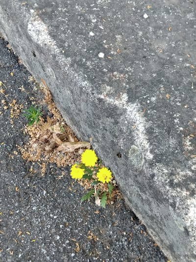 The image captures a close-up view of a concrete curb bordering an asphalt surface. Growing in the narrow crevice between the curb and the asphalt are several small yellow wildflowers and some green foliage. The concrete curb has a rough texture with some patches of white discoloration and lichen growth. The asphalt is dark gray and shows some scattered debris, including small stones and dried leaves. The scene appears to be an urban environment, likely a street or sidewalk, in Vila Nova de Famalicão, Portugal. There are no people or animals visible in the image. The lighting suggests it is daytime.