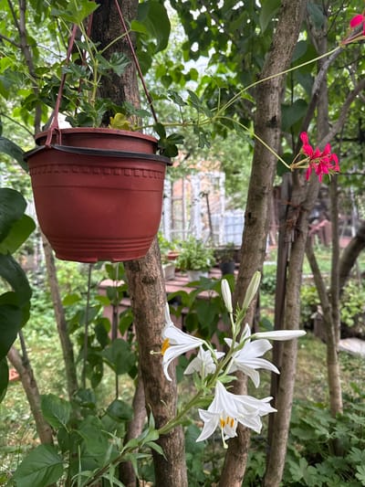 This is an outdoor, eye-level shot of a backyard garden in Razlog, Bulgaria. The scene is dominated by a thick tree branch with a dark red, round planter pot hanging from it. Green vines with small, heart-shaped leaves are growing from the pot and wrapping around the branch.
To the left of the pot, a cluster of bright pink flowers with delicate petals extends from a thin stem. To the right, several white lilies are in bloom, their elegant petals unfurling to reveal yellow stamens. The lilies are attached to a green stem that also extends from the area near the pot.
In the background, other branches and lush green foliage are visible, suggesting a dense garden setting. The lighting appears to be natural daylight, casting soft shadows and highlighting the colors of the flowers. The overall impression is one of a peaceful and verdant natural environment. There is no visible text in the image.