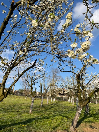 A vibrant outdoor scene captures an orchard in Drinovo, Bulgaria, during springtime. The image is dominated by the branches of several deciduous trees, profusely covered in delicate white blossoms, set against a brilliant blue sky dotted with scattered white clouds. The perspective is looking upwards through the blooming branches, creating a sense of immersion within the flowering canopy.
Below the trees, a verdant green lawn stretches into the midground, marked by patches of sunlight and shadows cast by the overhead branches. Scattered across the grass are small yellow flowers, likely dandelions, adding touches of color. Many of the tree trunks appear gnarled and weathered, with some showing a pale, possibly whitewashed, coating near their bases.
In the background, a rustic fence structure is visible, and beyond it, the faint outline of a building can be discerned, suggesting a rural or village setting. The bright sunlight indicates it is daytime, likely morning or late afternoon, emphasizing the clear weather conditions. No specific activity or people are depicted, allowing the natural beauty of the blossoming orchard to take center stage. There is no visible text in the image.