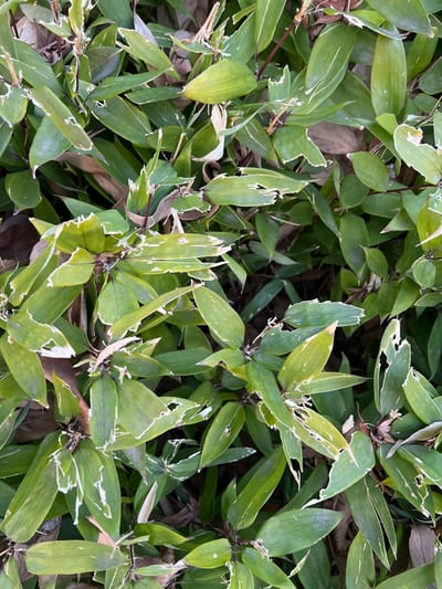 This close-up image captures a dense cluster of vibrant green foliage, likely a type of bamboo or grass-like groundcover. The leaves are elongated and lance-shaped, arranged on visible slender stems, some of which are a reddish-brown hue. A notable characteristic is the extensive damage visible on many of the leaves, presenting as irregular holes, torn edges, and white-lined contours, suggesting wear or insect activity. Some leaves also exhibit subtle pale streaks or variegation.

The foliage fills the frame, creating a textured pattern of green with lighter damaged areas. Interspersed among the healthy leaves are hints of dried, brown leaves and organic debris, particularly towards the base of the plants and in the shadowed areas. The lighting suggests it is daytime, providing natural illumination to the scene without harsh shadows. No specific activity is taking place, but the image conveys the natural state of the plant life. There is no visible text. The dense, healthy growth interspersed with damaged leaves offers a naturalistic view of vegetation, consistent with an outdoor setting in a location like Bunkyō, Japan.