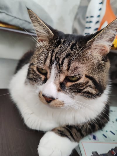 The image is a close-up, eye-level shot of a domestic cat. The cat is a tabby and white breed with distinct brown and black stripes on its head and body, and a white chest and paws. Its eyes are a light green color, and its expression appears neutral or slightly wary. The cat is resting, with its paws tucked beneath its body, and its head is tilted slightly downwards.

The background is blurred but suggests an indoor setting. Behind the cat, there are soft, out-of-focus elements that could be furniture or soft furnishings, with hints of white, orange, and blue colors. The foreground is dominated by the cat's face and upper body, with its paws resting on a dark, smooth surface that is likely a table. To the right of the cat's paws, some out-of-focus printed material with geometric shapes and what appears to be numbering (e.g., "133") is visible, suggesting the presence of a book, magazine, or perhaps a craft kit.

The lighting appears to be natural or soft artificial light, illuminating the cat's fur and features. There are no strong shadows, and the overall mood is calm and intimate, focusing on the cat. The time of day and weather are not discernible from the image. No specific text is clearly legible in the image, apart from the partial numbering on the object in the foreground. The location context provided is Zelenogradsk, Russia, but there are no visual cues within the image to confirm this.