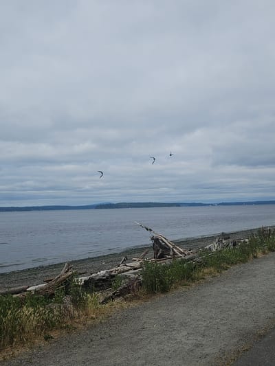 The image depicts a serene coastal scene on a cloudy day. In the foreground, a gravel path runs along a beach littered with driftwood. The beach is composed of small pebbles and scattered logs. Beyond the beach, a body of calm water stretches to the horizon, meeting a distant landmass covered in trees. Several birds are captured in mid-flight against the overcast sky. The scene is devoid of people and buildings, suggesting a natural or undeveloped area. Without additional context or identifying landmarks, pinpointing the exact location in Seattle is not possible, but it represents a typical waterfront landscape found within the city's many parks or shorelines.