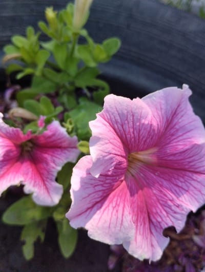 This media file is a close-up, upward-angled shot of two pink petunia flowers in bloom. The petunias are the primary subjects, with their vibrant pink petals, detailed with darker pink veins, filling most of the frame. The flower on the right is in sharper focus and larger, showcasing the delicate texture and coloration of its petals, which transition from a deep pink at the center to a lighter pink and white at the edges. The flower on the left is slightly out of focus but still clearly identifiable.

Green leaves and stems of the petunia plant are visible in the background, some in focus and others blurred. A dark, textured surface, likely the edge of a planter or pot, is visible in the upper right and left corners of the image, providing context for the flowers being planted. The overall lighting suggests it is daytime, possibly late afternoon or early morning, given the soft light illuminating the petals. The scene is natural and tranquil, focusing on the beauty of the flowers. There is no visible text in the image. The location context of Novoselivka, Ukraine, provides a geographical reference.