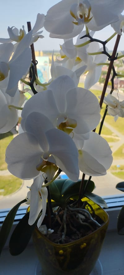 A close-up, low-angle shot focuses on a cluster of white orchids in a translucent yellow pot. The flowers, with their delicate white petals and yellow centers, are the primary subjects. The pot is filled with a dark medium, through which numerous grey, woody roots are visible. The orchids are supported by thin, dark brown stems. The background is blurred, showing a slightly overcast sky above a distant, low-rise urban landscape with hints of green foliage and buildings. This setting appears to be an indoor environment near a window, possibly in the city of Skidzieĺ, Belarus, given the building architecture and style. The lighting suggests it is daytime, with natural light illuminating the flowers from the side.