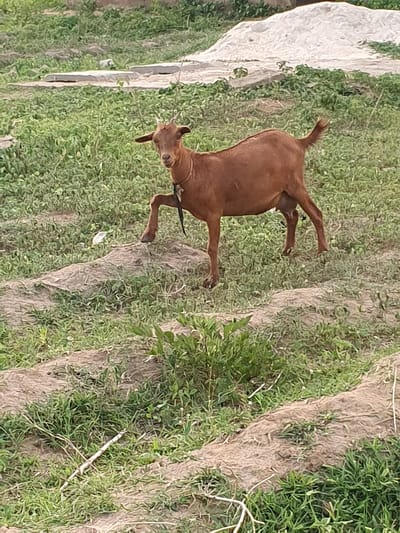 The image shows a brown goat standing in a grassy field in Bana Stream, Nigeria. The goat is wearing a black collar. The field has patches of bare soil and some weeds. A white concrete structure is visible to the left.