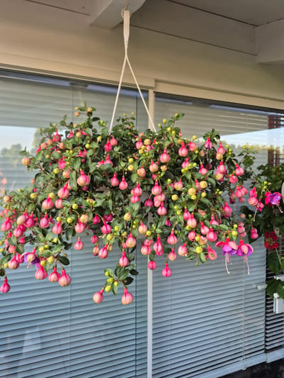 A hanging basket filled with numerous pink fuchsia flowers and buds is suspended from a white ceiling fixture by white ropes. The basket is positioned outdoors, likely on a balcony or porch, given the presence of horizontal blinds visible in the background. The blinds are light gray and appear to be made of metal or plastic. To the right of the main basket, a smaller cluster of fuchsia flowers, some fully bloomed and showcasing pink and purple petals, is visible. In the far right, a portion of a white planter box is visible. The lighting suggests it is daytime, and the overall atmosphere is serene. The image is a close-up of the hanging fuchsia basket, with the background slightly out of focus. The location is identified as Barbing, Germany.