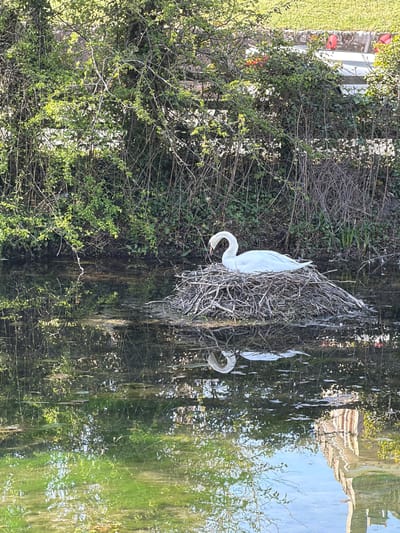 A swan nest, likely located on the banks of a river or body of water within Tonbridge and Malling, United Kingdom, is prominently featured. A white swan is partially visible within the nest, which is constructed of branches and twigs. The water reflects the surrounding vegetation, creating a mirror-like image. The vegetation is dense, composed of bushes and trees, with some branches appearing bare while others have green leaves. A portion of a building, seemingly with red accents, is also visible in the background.