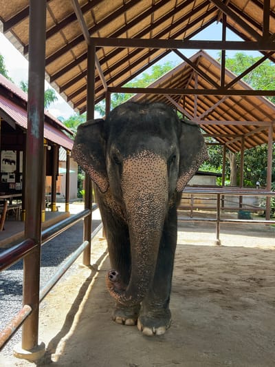 The image depicts an Asian elephant standing within an open-air shelter at what appears to be an elephant sanctuary or park in Baan Thurian, Thailand. The shelter has a wooden roof supported by metal poles, with corrugated metal roofing visible on an adjacent building. The ground is a mixture of sand and gravel. The elephant is facing forward, its trunk slightly curled. In the background, there are fences, trees, and other structures, suggesting an outdoor enclosure or viewing area. The lighting indicates it is daytime.