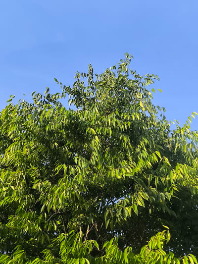 The image shows the dense green foliage of a tree against a clear blue sky. The leaves are vibrant green, with some catching the sunlight and appearing lighter, almost yellow-green. The branches are partially visible through the leaves, appearing dark and woody. The upper portion of the image is dominated by the bright blue sky, indicating an outdoor setting on a clear day. There are no people or buildings visible in the frame, and the focus is entirely on the natural elements of the tree and sky. The image does not provide any specific visual cues that would allow for a precise location within the city of Alkmaar, Netherlands.