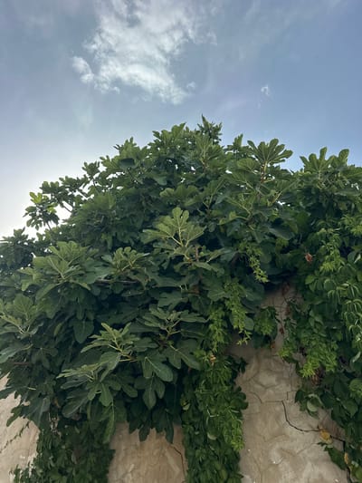 A fig tree with large, lobed green leaves and some small green figs grows over a cracked, stucco wall. The tree is lush and dense, with some sections trailing downwards along the wall. A portion of a pale blue sky with scattered white clouds is visible above the tree. The scene appears to be outdoors in a natural setting, possibly a garden or courtyard in Crabonaxa/Villasimius, Italy, given the architecture of the wall. There are no people or animals present in the image.