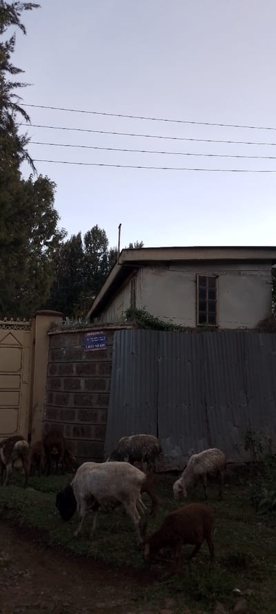 A flock of sheep grazes on a grassy verge near a weathered building. A corrugated metal fence adjoins a brick pillar with a security sign. Beyond the fence, a simple house with a window and chimney stands against a backdrop of trees. Overhead, power lines stretch across a dusky sky. The scene evokes a sense of rural simplicity.