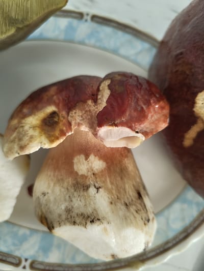 A close-up photograph shows several large mushrooms on a plate with a blue and white patterned rim. The most prominent mushroom in the center has a reddish-brown cap with some of the white flesh exposed where it appears to be broken or bitten. Its stem is thick and white, with some brown and black dirt or discoloration near the base. To the left of this mushroom, another mushroom's cap is visible, with its yellow gills showing. To the right, a dark brown, smooth mushroom cap is partially visible. The plate is set on a light-colored, textured surface that appears to be a tablecloth or countertop. The lighting suggests an indoor setting, possibly a kitchen or dining area. There is no indication of the location being in Pletena, Bulgaria.