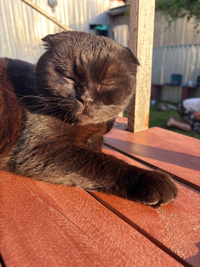 A black cat is lying on a wooden surface in an outdoor setting, likely a yard. The cat is mostly in the foreground, with its eyes closed and its face tilted slightly upwards, basking in the sunlight. Its fur appears dark and glossy, with some areas catching the light. In the background, a wooden fence and some greenery are visible. A person's legs and feet are blurred in the far right background, suggesting they are sitting or kneeling on the grass. The wooden surface the cat is on has a reddish-brown color and shows signs of wear, with visible grain and some scratches. The lighting indicates it is daytime, with the sun casting shadows. The location is specified as Dunilovo, Russia.