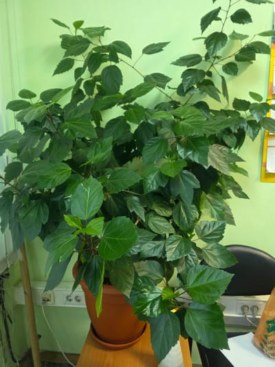 This media file shows a vibrant green hibiscus plant in a terracotta pot. The plant has a dense canopy of leaves, with some branches extending outwards. The leaves are glossy and appear healthy. The pot is placed on a wooden surface, possibly a desk or shelf.
In the background, a light green wall is visible, with a yellow framed calendar or poster hanging on it. To the right of the plant, an electrical outlet with two sockets is mounted on the wall, with a white cable plugged into one of them. A brown leather chair is partially visible behind the plant. A crumpled paper bag with some Russian text printed on it is also present in the background, hanging from the wall. The overall setting suggests an indoor environment, possibly an office or a home. There are no people visible in the image. The lighting suggests it could be daytime, but no specific time of day can be determined. The scene is static and captures a moment in time, with no apparent activity taking place.