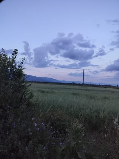 This is a landscape photograph taken at dusk in a rural area, likely Manolovo, Bulgaria. The scene depicts a vast, green field of tall grass or crops stretching towards a distant, hazy mountain range. The sky above is a soft, dusky blue, transitioning to lighter shades near the horizon, with scattered, dramatic clouds tinged with purple and gray. A single, tall wooden utility pole stands prominently in the middle ground, with thin wires extending horizontally across the frame. To the left, a dense bush or tree with dark green foliage occupies the foreground, and closer to the bottom, several small purple wildflowers are visible amongst the grasses. The overall atmosphere is peaceful and serene, suggesting the end of a day. The lighting indicates it's either sunrise or sunset, with the soft light casting gentle shadows. There is no visible text in the image.