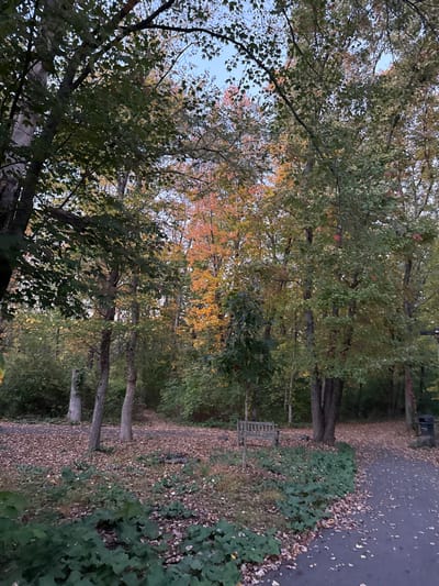 The image depicts an autumn woodland scene within Institute Woods in Princeton, New Jersey, United States. The sky, visible through the tree canopy, is light blue. The foreground and mid-ground are dominated by numerous deciduous trees, many still bearing green leaves, interspersed with others exhibiting vibrant fall colors, including prominent clusters of orange and red foliage towards the background center. The ground is largely covered with a thick layer of brown and reddish-brown fallen leaves, suggesting early autumn. A paved, dark-colored pathway is visible on the right side of the frame, curving slightly away from the viewer. A rustic wooden slatted park bench is positioned in the mid-ground to the right of center, unoccupied. Further right, partially obscured by a tree, a dark trash receptacle is visible beside the path. A patch of broad-leafed green ground cover grows in the lower left foreground. No individuals or animals are present in the scene.