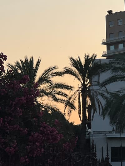 This is a photograph taken at dusk in Palermo, Italy. In the foreground, a cluster of dark green palm trees with fronds partially obscuring the sky is visible. To the left, a dense bush with small, dark pink flowers is also prominent. Behind the foliage, a modern building with multiple stories and balconies can be seen. The building is partially in shadow, with some windows illuminated. The sky is a gradient of pale orange and yellow, indicating the setting sun. The scene suggests a Mediterranean climate, typical of Palermo. There are no people or animals visible in the frame.