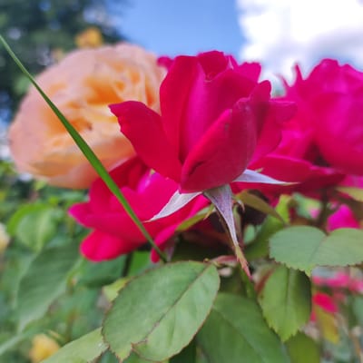 A close-up shot captures a cluster of roses against a blurred background of greenery and a bright blue sky with scattered clouds. The focal point is a vibrant red rose in the foreground, its petals partially unfurled and showing delicate veins. To its left, a pale yellow or peach rose is visible, also out of focus. Several green rose leaves with serrated edges frame the flowers. A slender, bright green blade of grass cuts diagonally across the image from the upper left towards the center. The scene appears to be an outdoor garden setting. The location is identified as Navoloki, Russia. There are no people or animals present in the image.