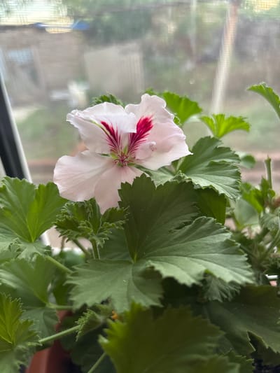 The image displays a close-up of a light pink geranium flower with dark red markings on its petals. The flower is surrounded by lush green leaves, some of which have serrated edges. The plant is in a pot, which is partially visible. The background is blurred, suggesting it is an outdoor scene viewed through a window, possibly showing buildings or structures. The overall impression is one of a potted plant indoors, with a soft, natural light illuminating the subject. The location in Zaşağan, Kazakhstan, is not visually evident from the image itself; this information is external to the visual data.