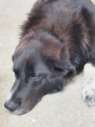 The image shows a close-up view of a medium to large-sized dog lying down on a concrete surface. The dog is mostly black with some brown and white markings. Its head is resting on the ground, with its eyes partially closed, suggesting it is sleeping or resting. The dog's fur appears thick and somewhat shaggy. One of its paws, which has black and white patches, is visible on the right side of the frame. The background is a plain, light-colored concrete surface. There are no people or other animals visible in the image. The scene appears to be outdoors, possibly in a courtyard or on a sidewalk. The image is a still photograph. There is no information available about the location being Bucharest, Romania.