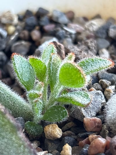 A close-up, eye-level, indoor photograph shows a small, fuzzy, green succulent plant with reddish tips on its leaves. The plant is centered in the frame and surrounded by small, dark gray and brown pebbles. The background is out of focus, showing more pebbles and a white surface. There are no people or visible actions taking place. The location is not identifiable as Misaylovo, Russia.